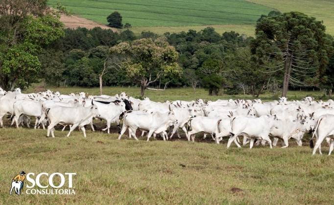 Foto: Fazenda Cachoeira